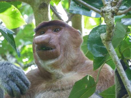 Bako National Park near Kuching is one of the best places to see proboscis monkeys in Malaysia