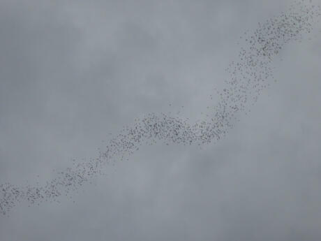 Seeing huge numbers of bats leaving caves was one of our favorite sights in Malaysia