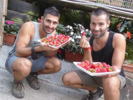 The Cameron Highlands are an awesome part of Malaysia to visit if you like tea and strawberries!