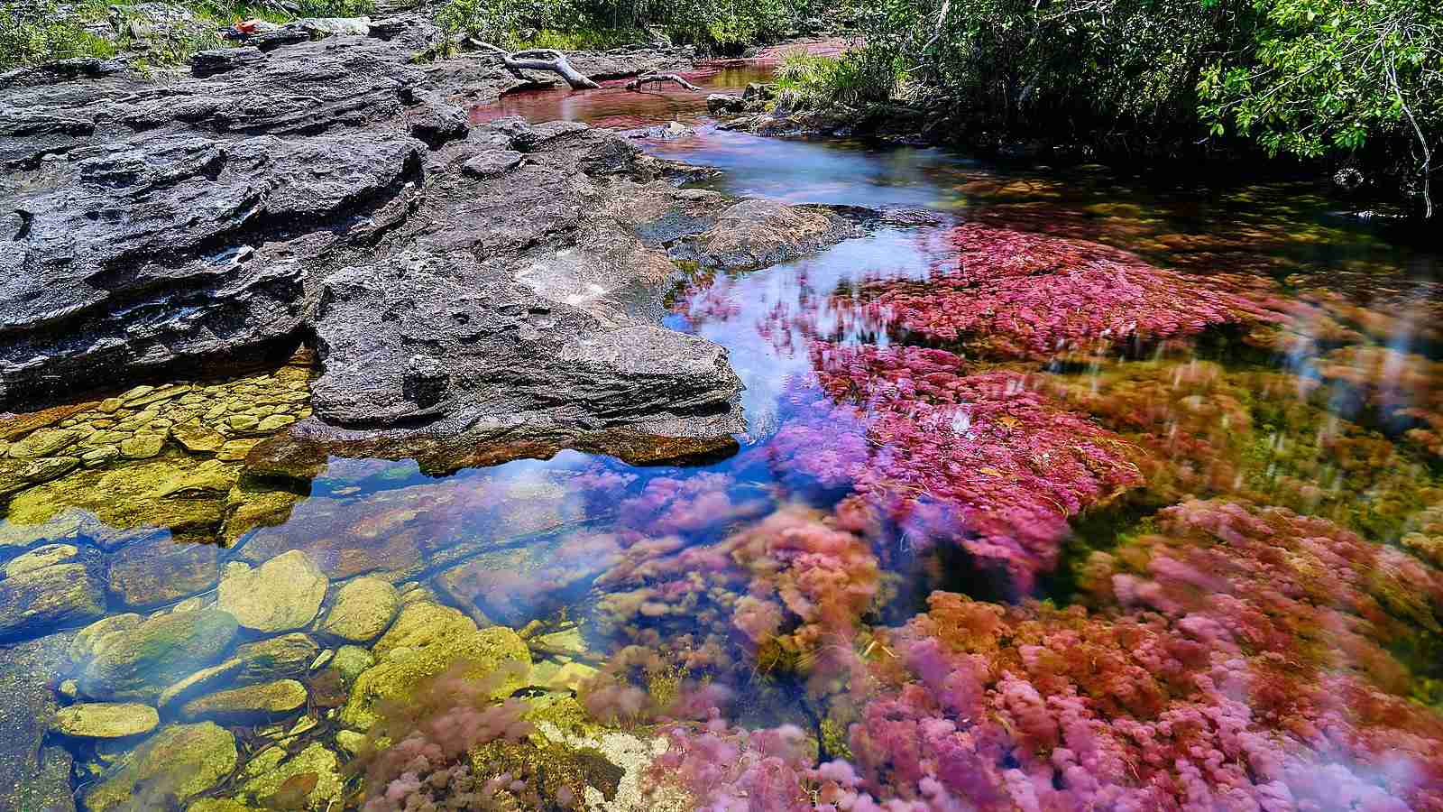 In Colombia is a river that becomes a rainbow when the season is just right