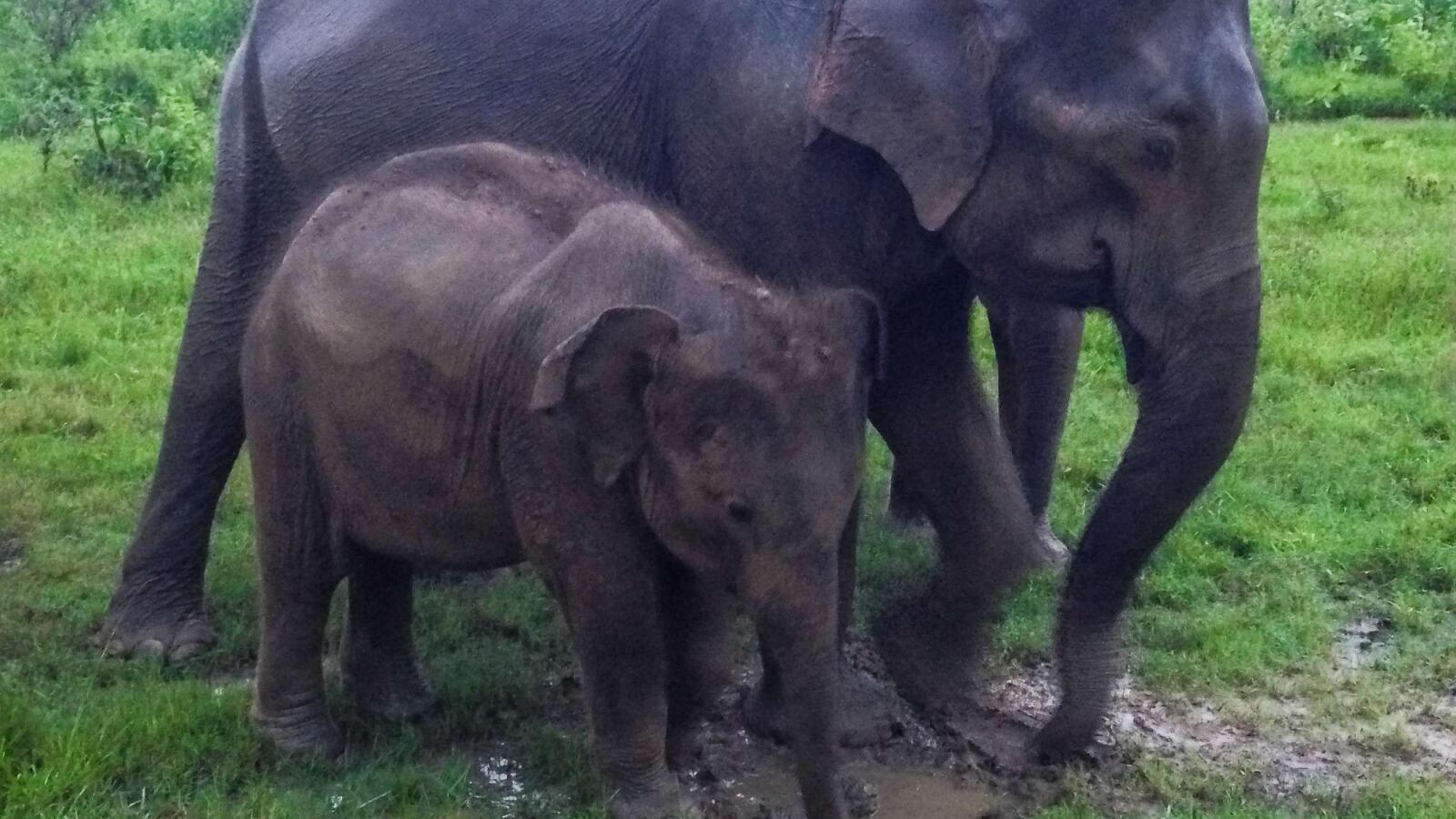 Elephant mum resting with her baby safari in sri lanka Udawalawe