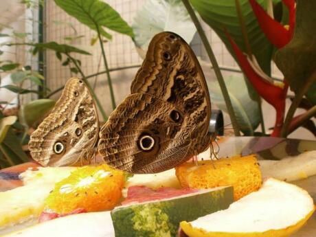 Get up close to native butterflies at the Iguazú Biocentre.