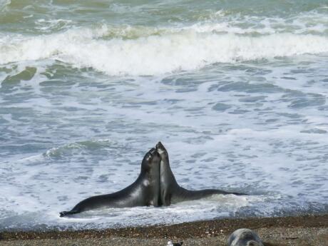 Gay guide to Puerto Madryn - elephant seals in the surf.