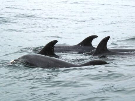 Gay Puerto Madryn - make sure you go dolphin-spotting!