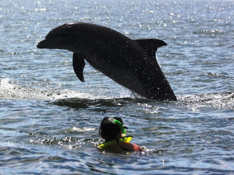 Go swimming with wild dolphins during your visit to Puerto Vallarta.