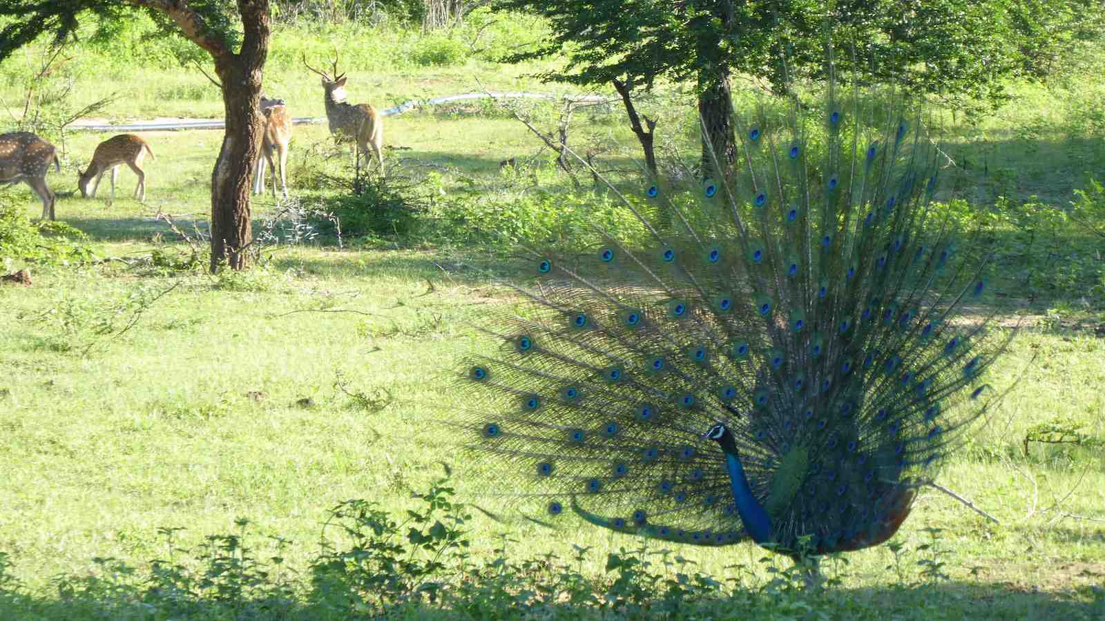 Pre-book your Udawalawe Safari to ensure you get to see all the gorgeous wildlife