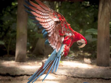 See beautiful macaws and other native birds at the Brazilian Bird Park on a tour from Puerto Iguazu.