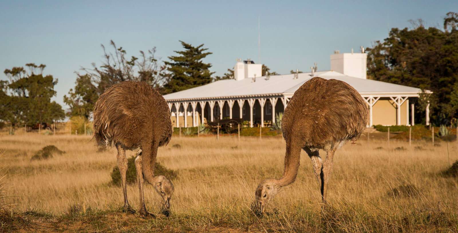 Estancia Rincón Chico is an amazing place to stay on Valdes Peninsula to get up close and personal to wildlife and spot killer whales from the shore.