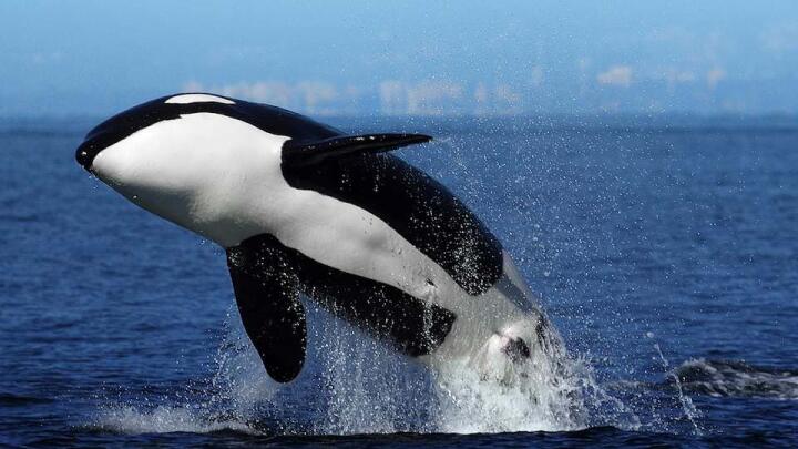 Tips on how to spot killer whales in Peninsula Valdes.