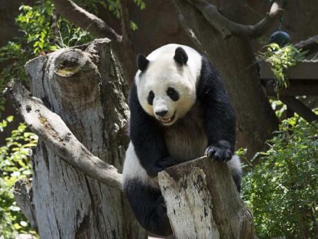 If you want to see pandas responsibly while in China, head to the Panda Sanctuary in Chengdu