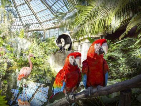 Parc Phoenix is an incredible attraction in Nice, part zoo and part stunning garden