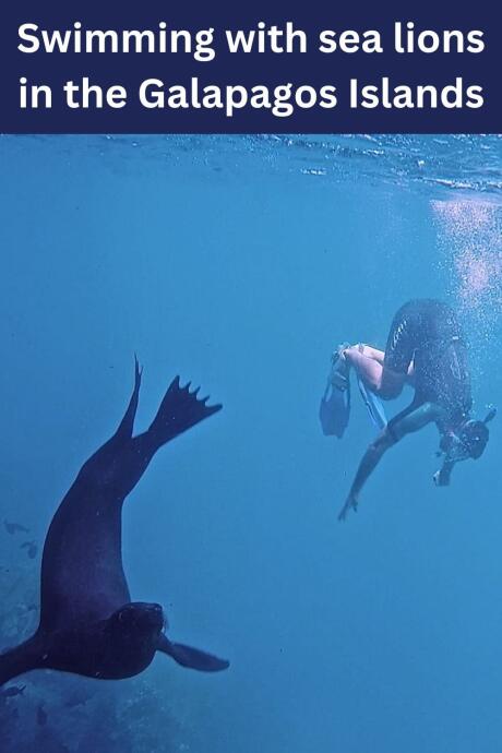 Seby swimming with sea lion pups in the Galapagos Islands.