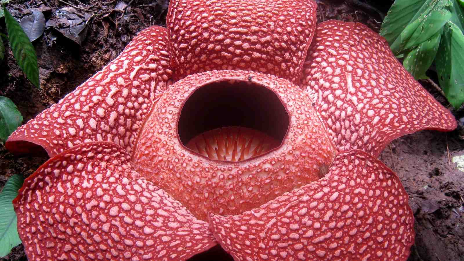 The Rafflesia arnoldii is a parasitic plant with the largest single flower in the world