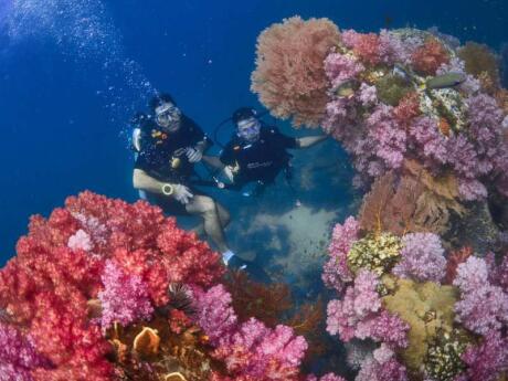 While in Playa del Carmen you can go diving on the second largest reef system in the world!