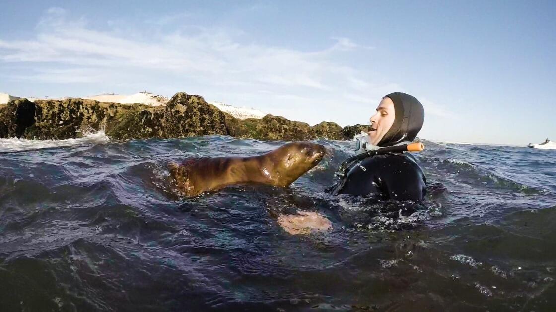 Swimming with sea lions in the Galapagos Islands