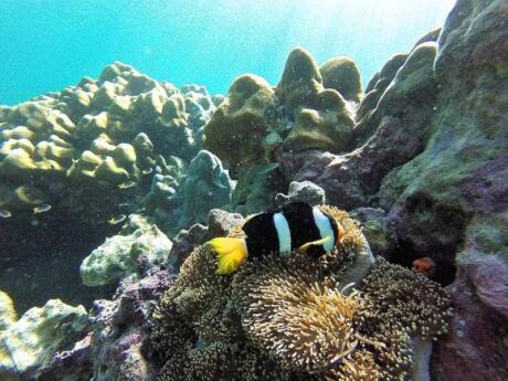 Koh Adang is a prime location for snorkeling and seeing lots of marine life