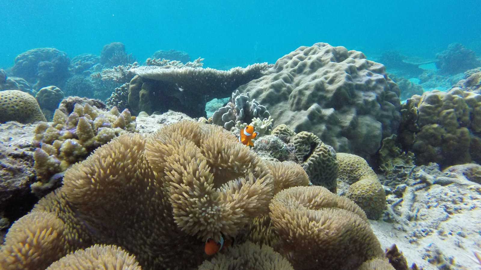 Tour C from El Nido is the best for snorkeling and seeing sea-life like clownfish!