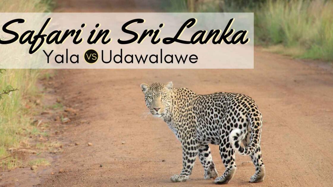 Best Safari in Sri Lanka: Yala versus Udawalawe