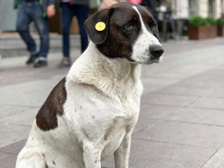 Tbilisi is home to thousands of stray dogs, but they're reasonably well looked after and friendly