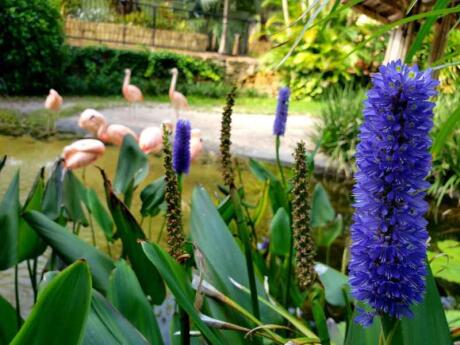 The beautiful Sunken Gardens are a must-see in St Pete, especially if you like flamingos