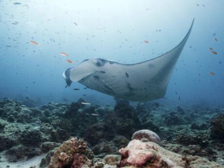 If you like snorkelling you will love having the opportunity to snorkel with Manta Rays in Bali