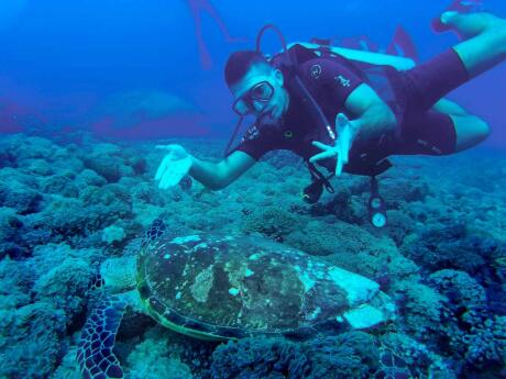 The island of Sipadan is an excellent spot to go diving in Malaysia