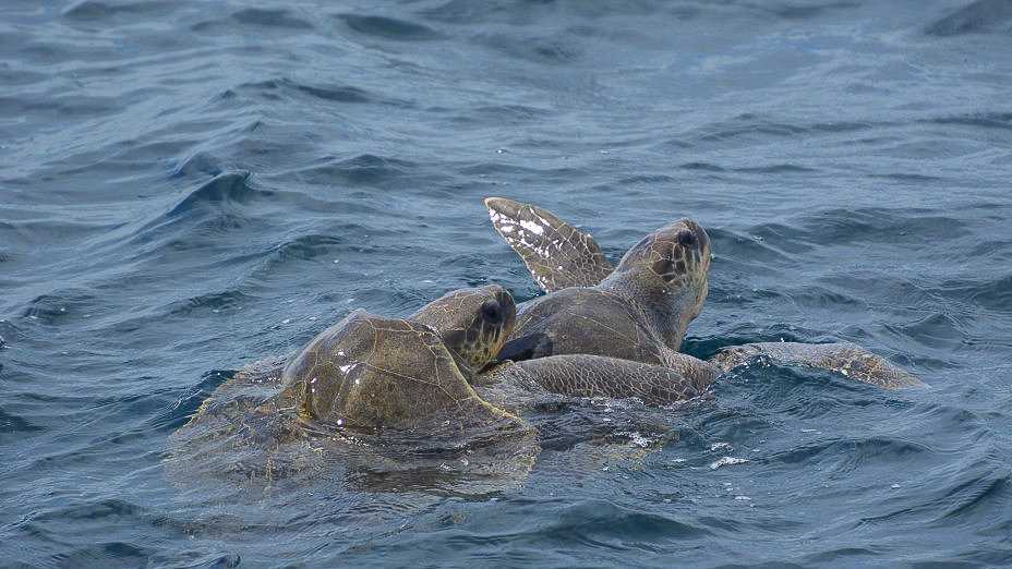 You'll see more than just whales on a whale watching tour in Mirissa