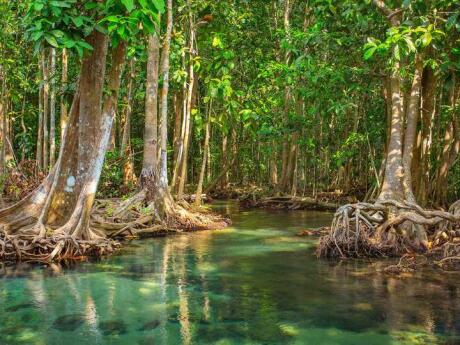 If you want to get out of the city and see wild animals, take a day trip to Vam Sat Mangrove Forest from Saigon