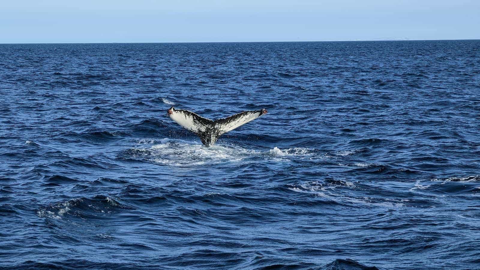 Whale watching at Husavik in Iceland.