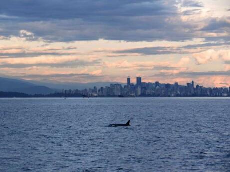 Doing a whale-watching tour in Vancouver is a must, you might spot orcas or humpback whales along with sea lions or bald eagles!